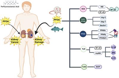 Perfluorooctanoic acid (PFOA) exposure in relation to the kidneys: A review of current available literature